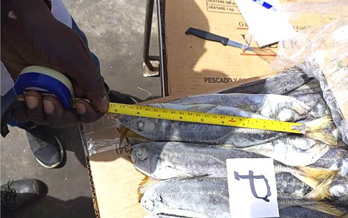 Des poissons surgelés et frais